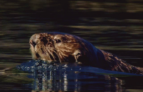 a brown otter swimming through a body of water