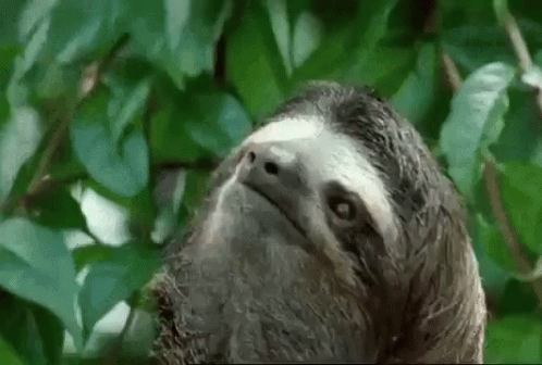 a very big pretty sloth by a tree