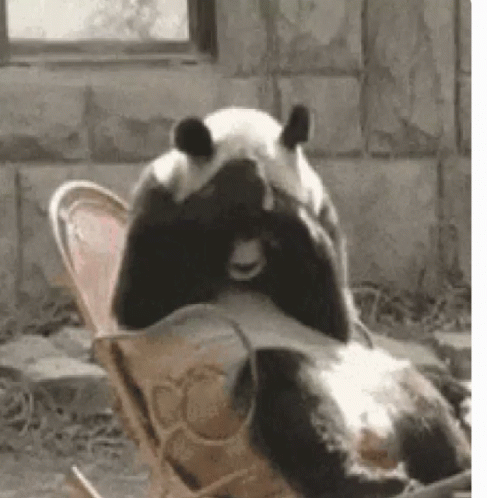 a panda laying on top of a chair in a pen