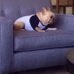 a small dog that is sitting on top of a couch