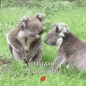 two koalas standing next to each other in a grassy area