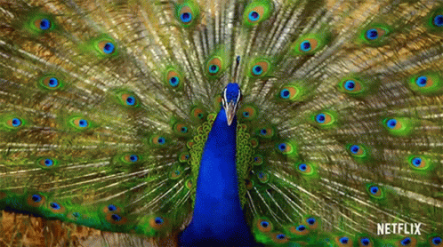 the feathers of a peacock are spread out and showing its colors