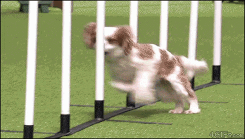 dog in outdoor playing area with fence and poles