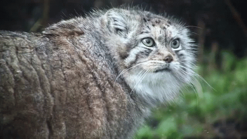 a gray cat stares into the camera, with trees in the background