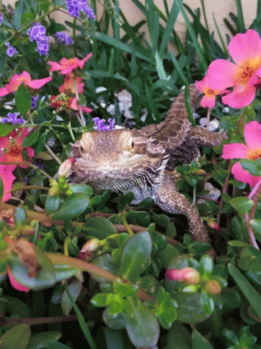 a picture of a small lizard among the flowers