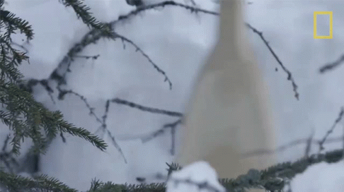 a bottle stuck in the nches of a tree