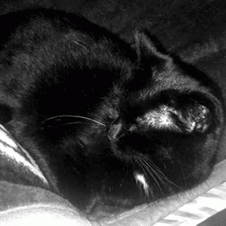 a black cat asleep on a towel