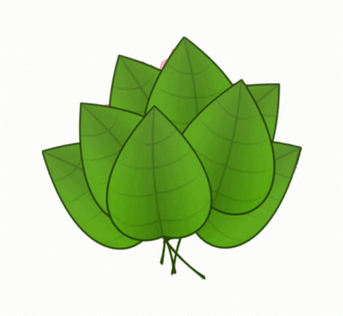 three large green leaves attached to each other