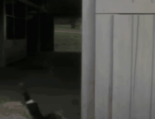 a cat is on the ground outside in a dark room