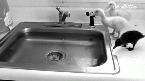 a little black and white kitten standing next to a sink