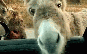a donkey sticking its head in the window of a vehicle