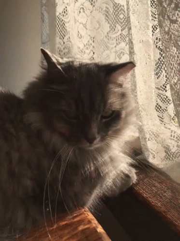 grey cat sitting on wooden surface looking out window