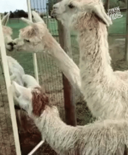 two llamas in a cage with each other looking at the camera