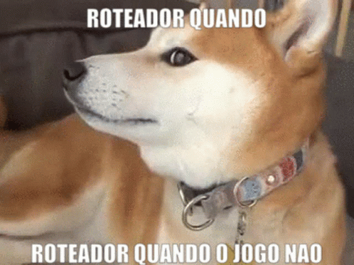 dog in car with caption stating roteador quanndo