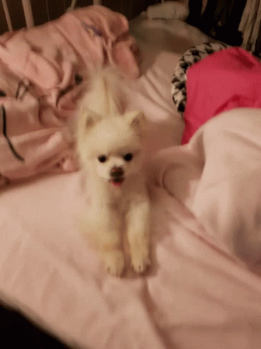 a little white dog is sitting on a bed