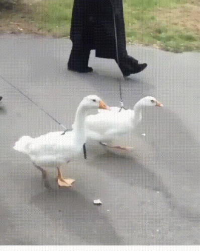 there is a man walking two geese with a rope on the sidewalk