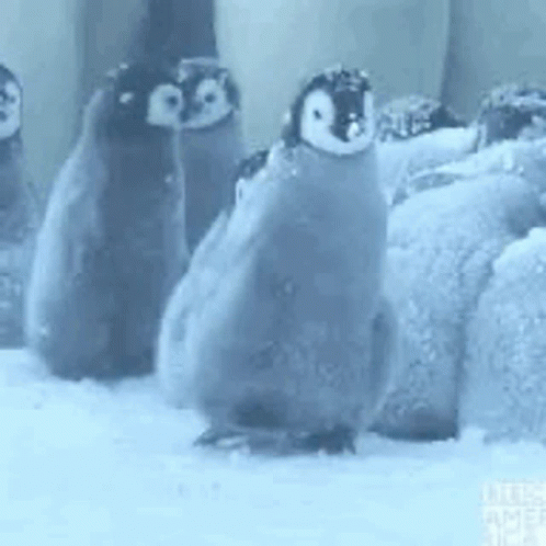 three penguins stand in front of a mirror, one penguin has eyes open and another penguin with a hat sits on a bed