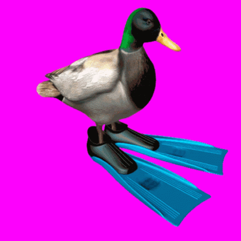a black, white and gray duck on yellow floating devices