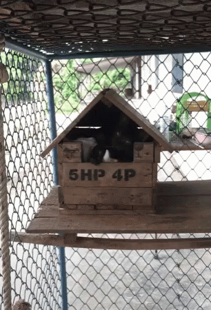 two cats inside a birdhouse that is on top of a fence