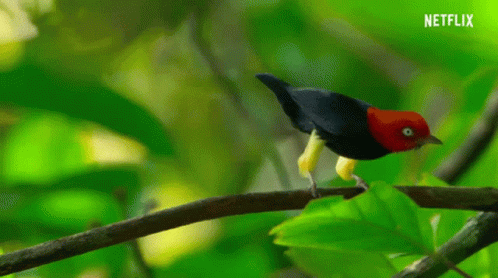a small bird sits on a tree limb