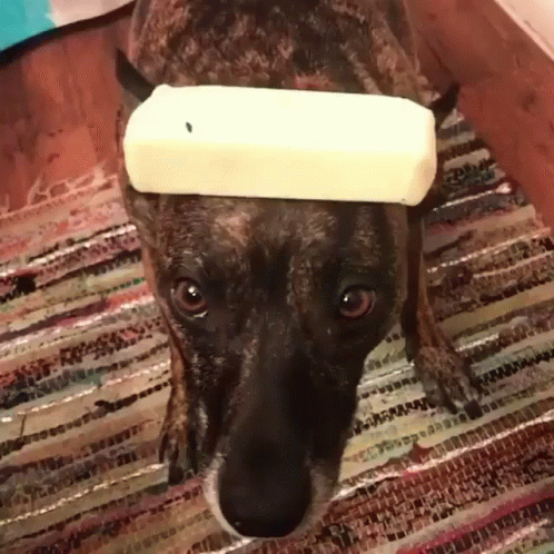 a black dog with a bone cap on his head