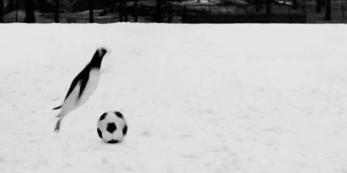 penguin watching at a soccer ball in the snow