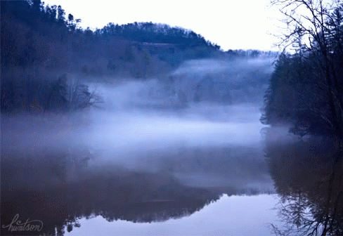 a pond covered in fog and surrounded by trees