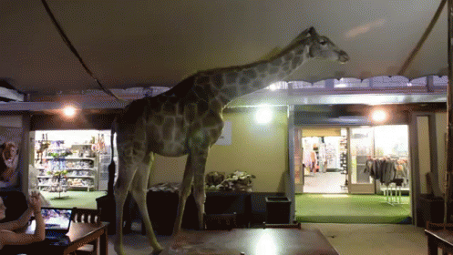 a giraffe standing in the middle of an open air shop