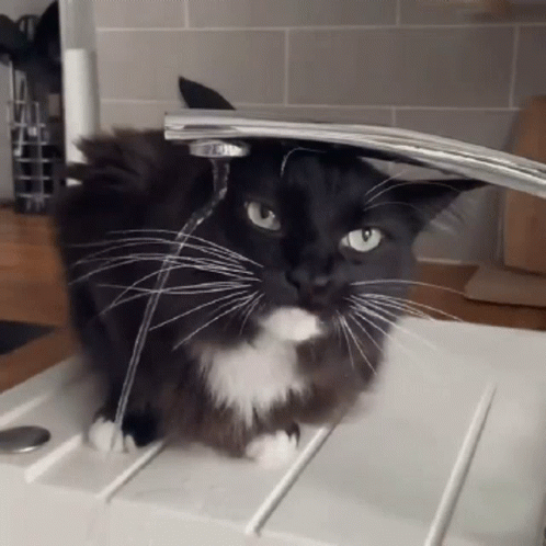 a black cat with white whiskers is sitting in a sink