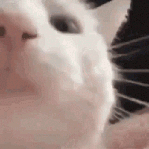 an animated white cat looks into the camera