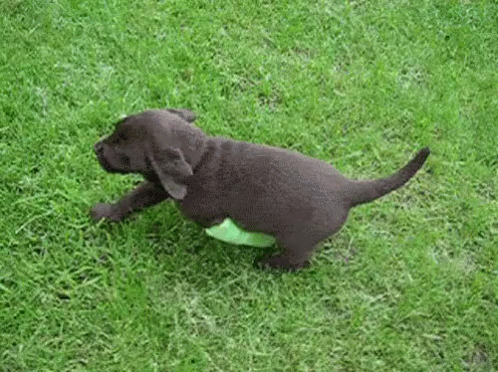 black puppy playing with green frisbee in grassy yard