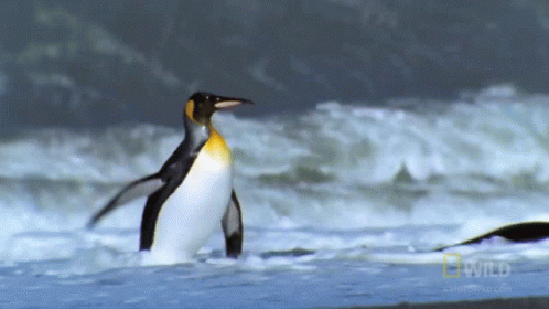 a penguin walking in the water at the beach