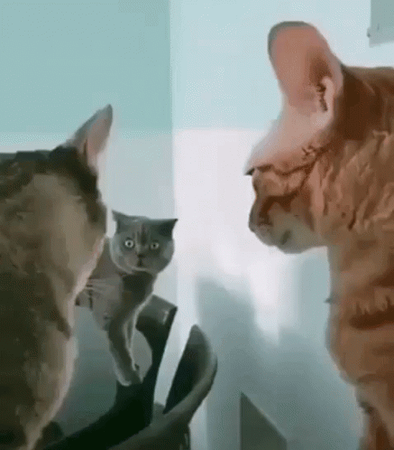 two cats looking at each other in the same room