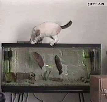 the cat is sitting on top of the aquarium