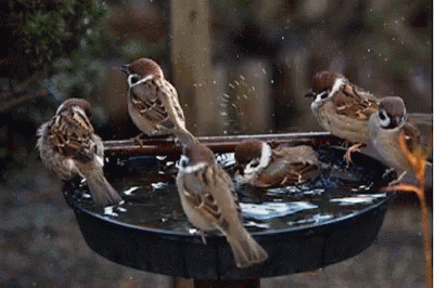 a group of birds are sitting on a birdbath