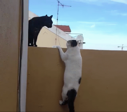 black and white cat and black cat standing on roof