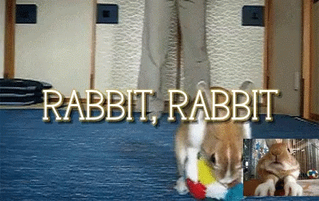 rabbit rabbit running along a door way and a banner