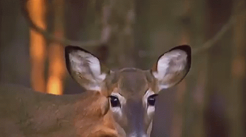 closeup of a deer's face in the woods