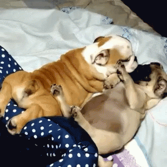 a dog is taking a nap with his two puppies