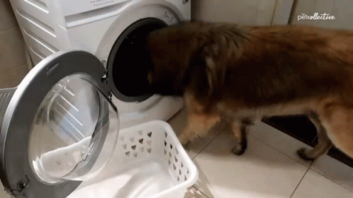 a large black dog is inside the bathroom next to a washing machine
