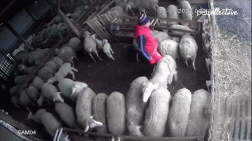 a woman in a purple dress tending to many white sheep