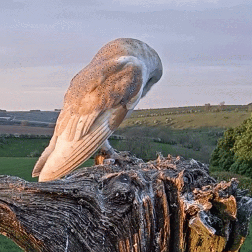 a large white bird sitting on top of a wooden stump