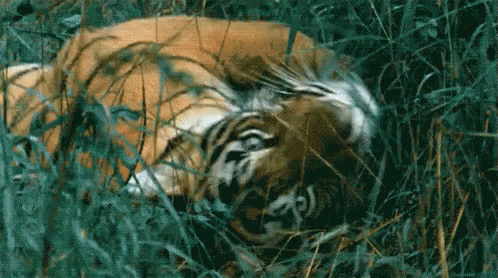 a tiger in the grass is taking a nap