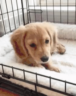 a dog is laying in his crate on snow