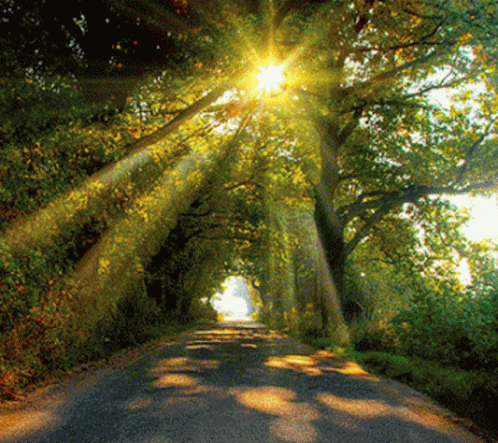 a dirt road covered in trees next to sunlight beams