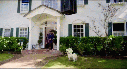 a dog walks towards the door of a house