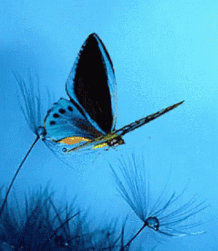 the blue and yellow erfly is flying by a dandelion