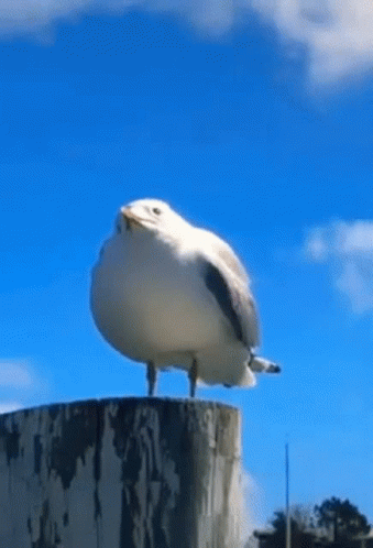 a seagull is sitting on a post with yellow sky in the background