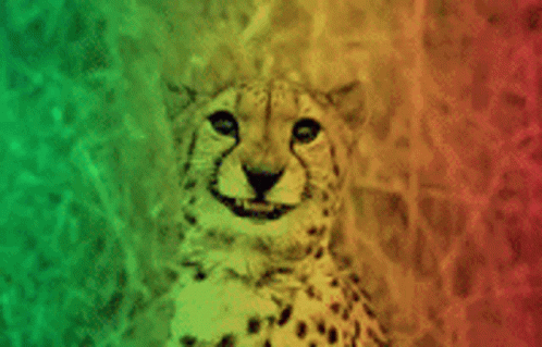 a picture of a cheetah, and it's green and blue background