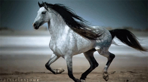 white horse galloping through an empty beach